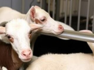 Клонирование животных: успехи и провалы