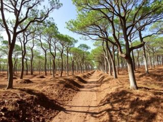 Лесопосадки как способ борьбы с CO2: эффективность и проекты, меняющие наш мир